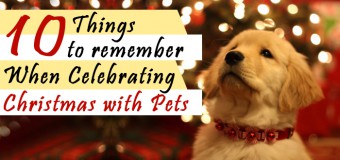 10 Things to Remember When Celebrating Christmas with Pets