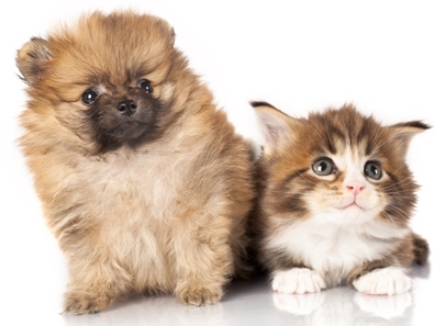 Improve Your Pet’s Health with Multivitamins and Minerals