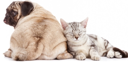 Major Health Problems in Dogs and Cats