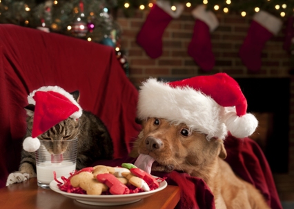 Make Your Christmas Pet-Friendly This Year