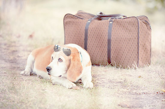 Tips for Travelling with your Pet
