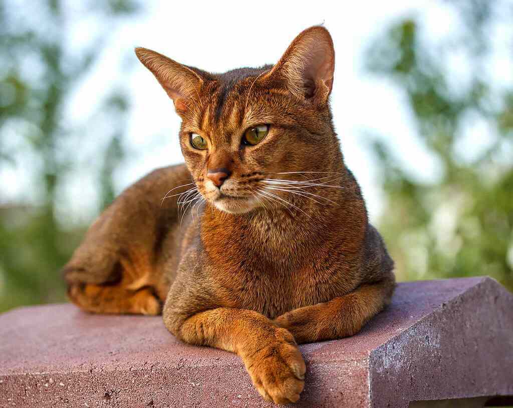 Abyssinian one of the most smartest cat breed of all time