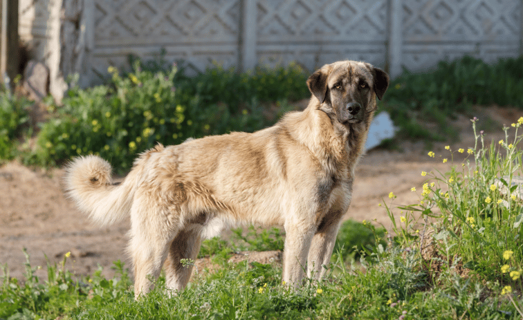 Family Guardian Anatolian Shepherd Dog breed 