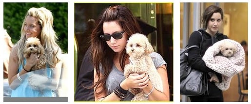 Ashley Tisdale with Dog Pet
