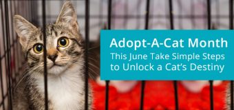 Adopt-a-Cat Month: This June Take Simple Steps to Unlock a Cat’s Destiny