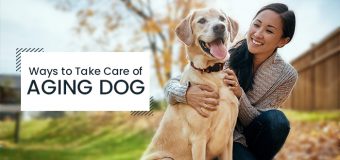 How to Take Care of Elderly Dogs