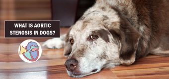 What Is Aortic Stenosis In Dogs?
