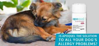Is Apoquel the Solution to All Your Dog’s Allergy Problems?