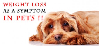Weight Loss in Pet – A Symptom of Underlying Health Problem