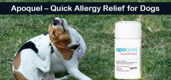 Apoquel – Quick Allergy Relief for Dogs