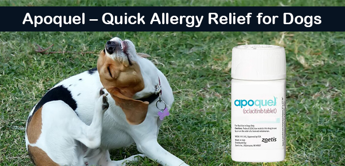 apoquel allergy medicine for dogs