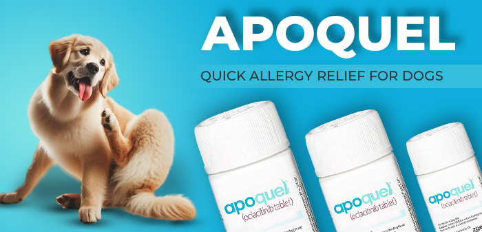 apoquel for dogs - quick allergy relief medicine for dogs 
