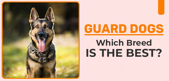 Detailed blog on top 10 best guard dogs for families