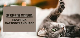 Decoding the Mysteries: Unveiling Cat Body Language