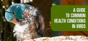 A Guide to Common Health Conditions in Birds