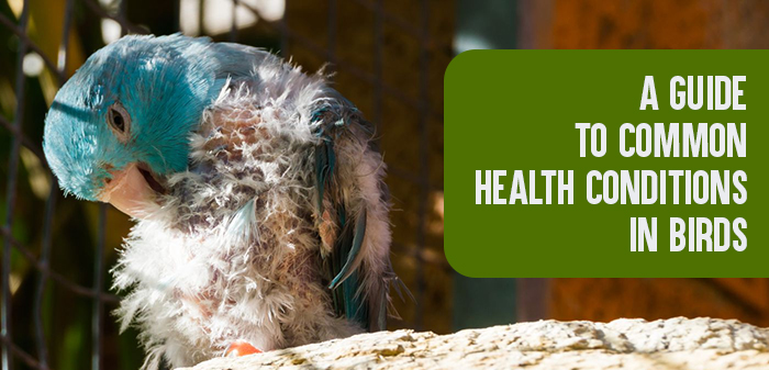 Common health conditions in birds