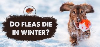 Do Fleas Die in Winter? | BudgetPetCare
