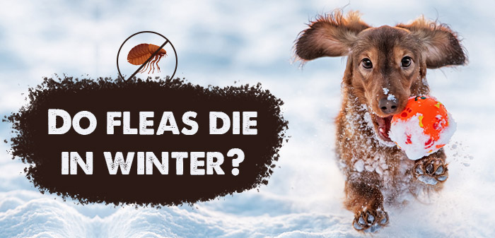 Do Fleas Die in Winter