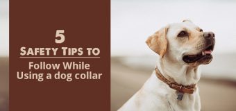 5 Safety Tips to Follow While Using a Dog Collar