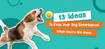 13 Ideas To Keep Your Dog Entertained When You’re Not Home