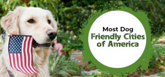 Top 5 Most Dog-Friendly Cities of America