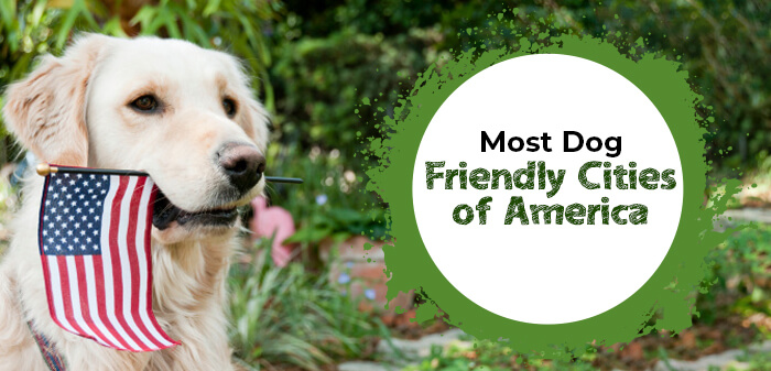 most dog-friendly cities of America