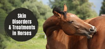 Skin Disorders and Treatments in Horses