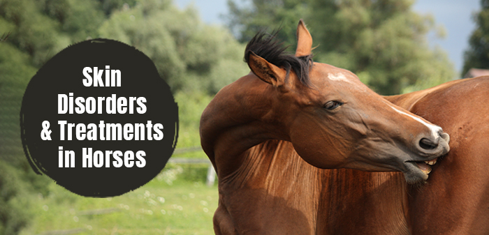 All about horse skin condition and treatments 