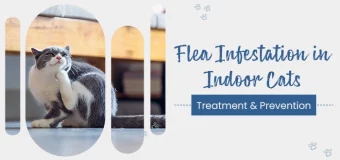 Can Indoor Cat Get Fleas? – Flea Infestation, Treatment and Prevention