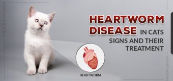 Heartworm Disease in Cats: Signs and Their Treatment