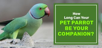 How Long Can Your Pet Parrot Be Your Companion?