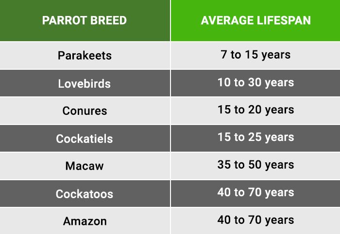 Average lifespan of parrots of different breeds