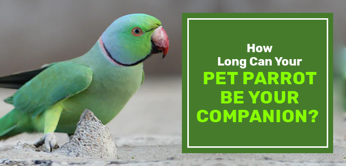 how long do parrots live or be your companion