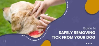 Guide to Safely Removing a Tick from Your Dog