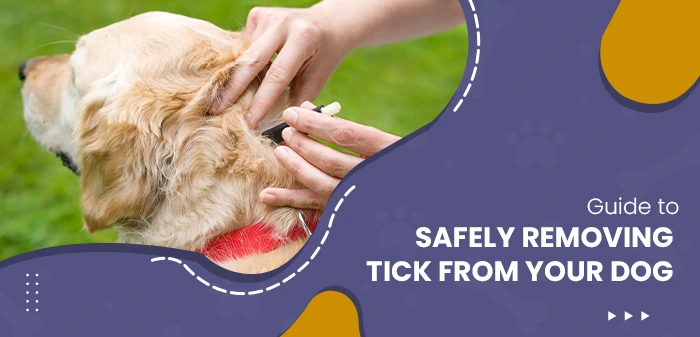 How to Safely Remove a Tick from Your Dog