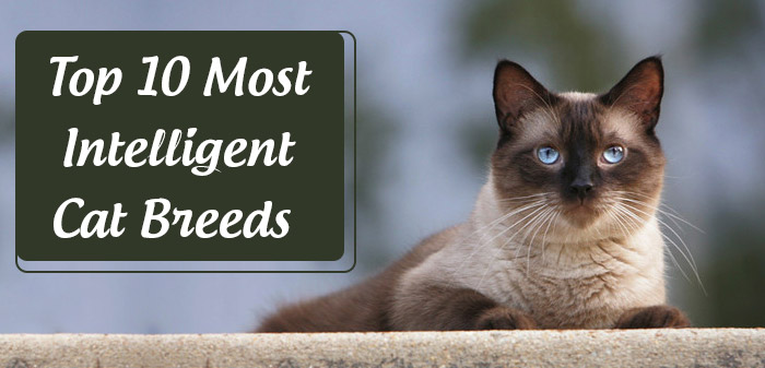 Most intelligent cat breeds