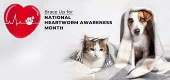 Brace Up for National Heartworm Awareness Month