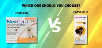 NexGard vs. Bravecto: Which One Should You Choose?