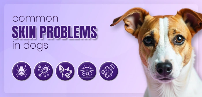 Common skin problems in dogs