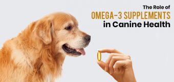 The Role of Omega-3 Supplements in Canine Health