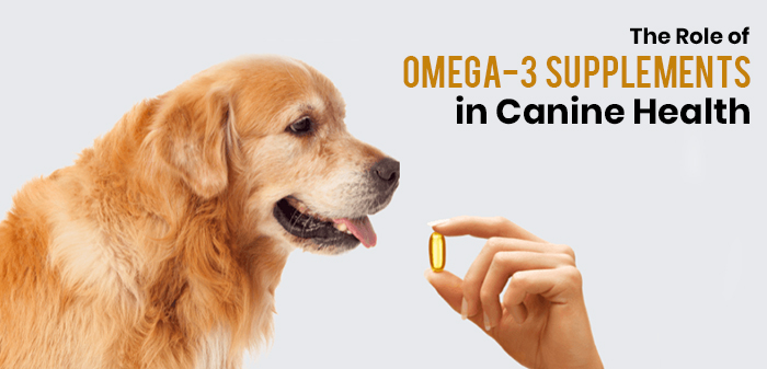 The role of omega 3 fatty acids supplements in dogs health