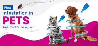 Flea Infestation in Pets – Treatment & Prevention