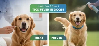 Tick Fever in Dogs: How to Treat and Prevent It Effectively?