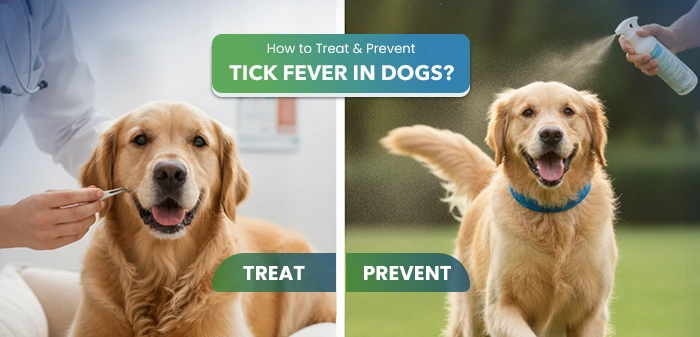 tick fever in dogs