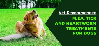 Vet-Recommended Flea, Tick and Heartworm Treatments for Dogs