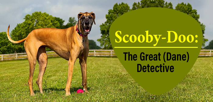 A Scooby-doo Dog (Great Dane Breed)