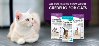 All You Need to Know About Credelio for Cats