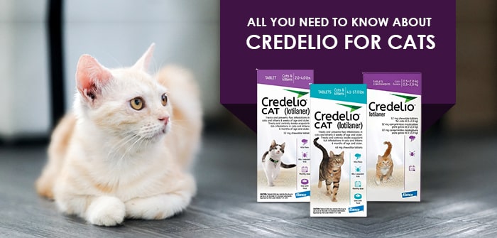 Know About Credelio for Cats