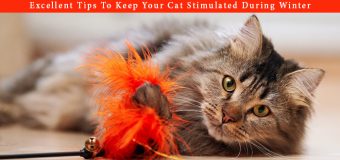 Excellent Tips To Keep Your Cat Active & Stimulated During Winter