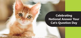 Celebrating National Answer Your Cat’s Question Day